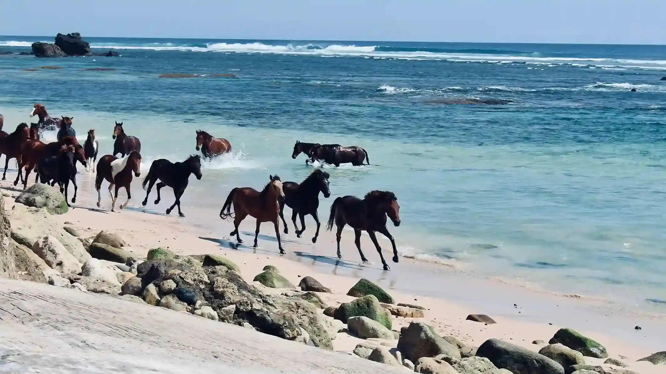 A herd of horses running along the surf line