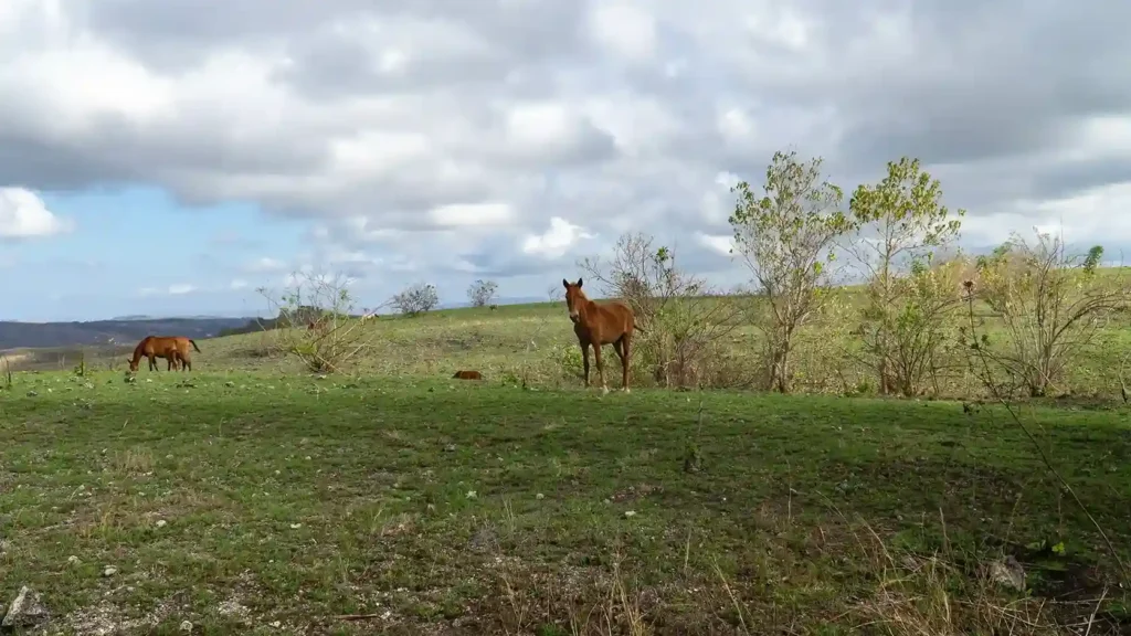 Free-roaming Sandalwood horses on Sumba grassland