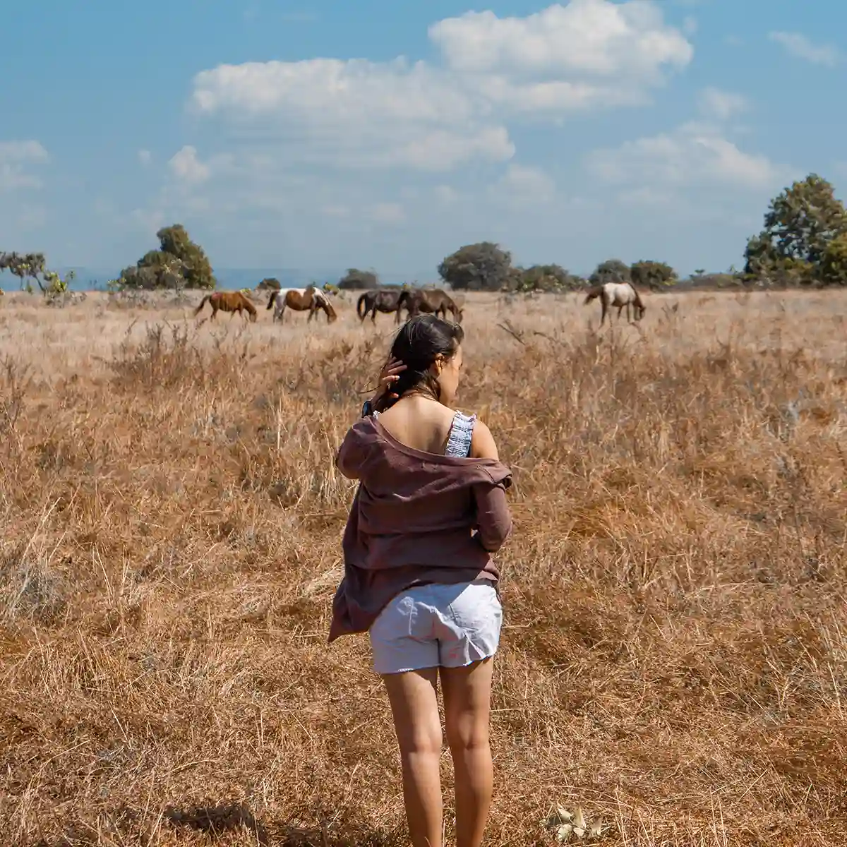 A visitor keeping a safe distance from free-roaming horses